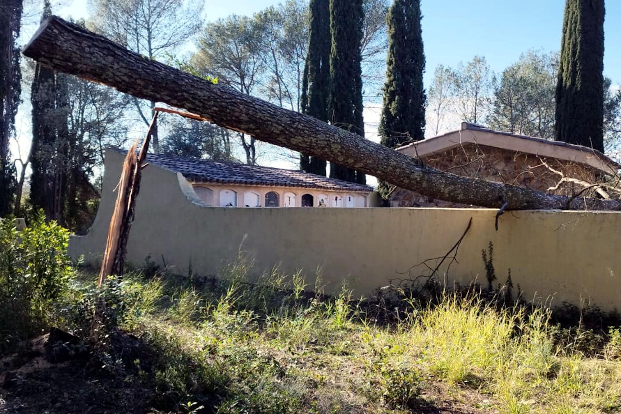 Els actes vandàlics a Vilademuls continuen amb la tala de divuit arbres més