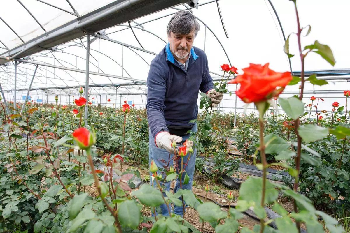 Joaquim Pons de Flors Pons, l'únic productor de roses per Sant Jordi a Catalunya