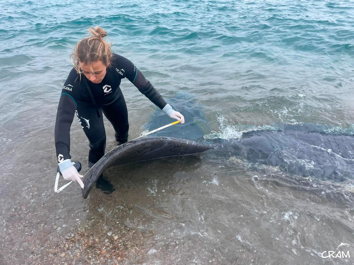 Rescats de fauna marina a la Costa Brava durant l'any passat