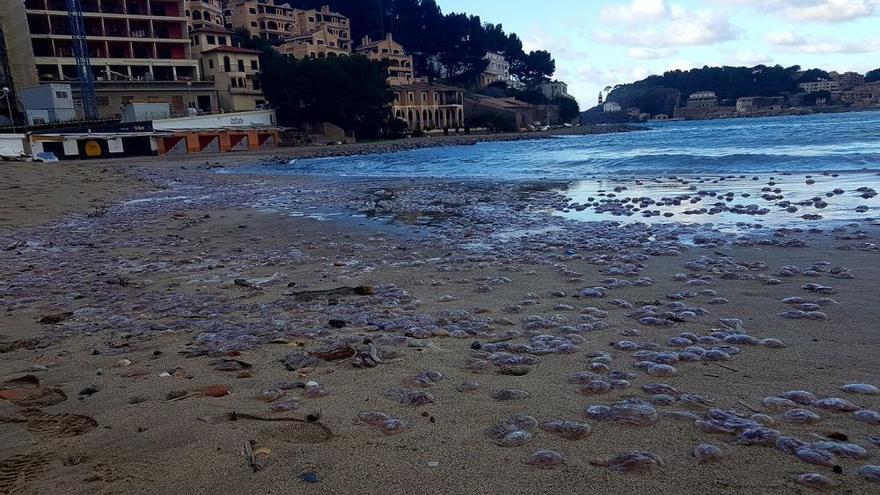 Hunderte Quallen am Strand von Port de Sóller angeschwemmt