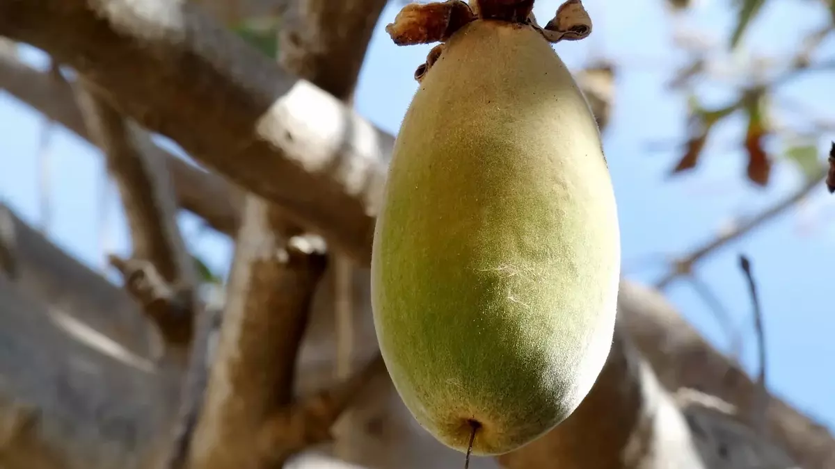 La fruta africana con la que recuperas energía