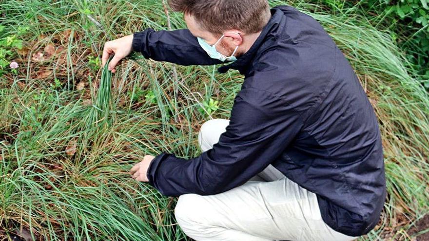 Mario Beltran, expert del CTFC, observa herba d&#039;un bosc del Solsonès