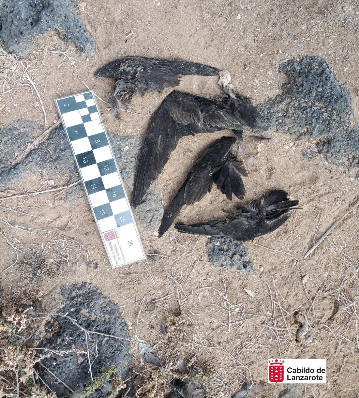 Gatos callejeros acaban con 17 ejemplares de Petrel de Bulwer en Lanzarote