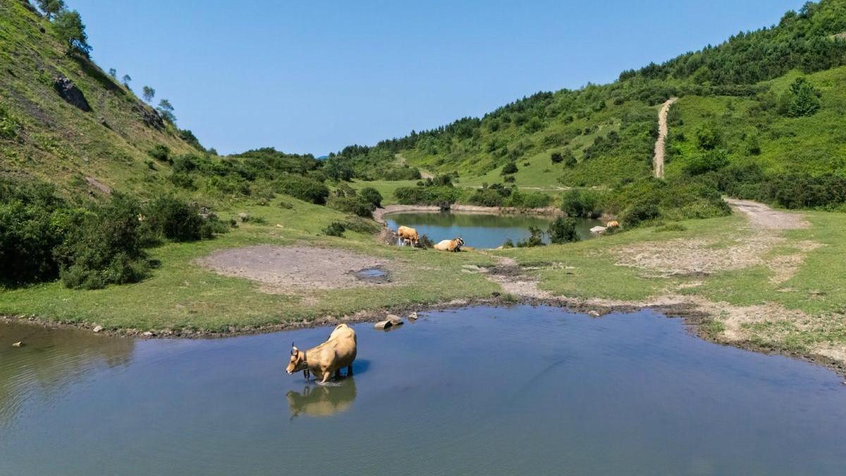 La zona de la Braña'l Río, uno de los espacios habilitados para la observación.