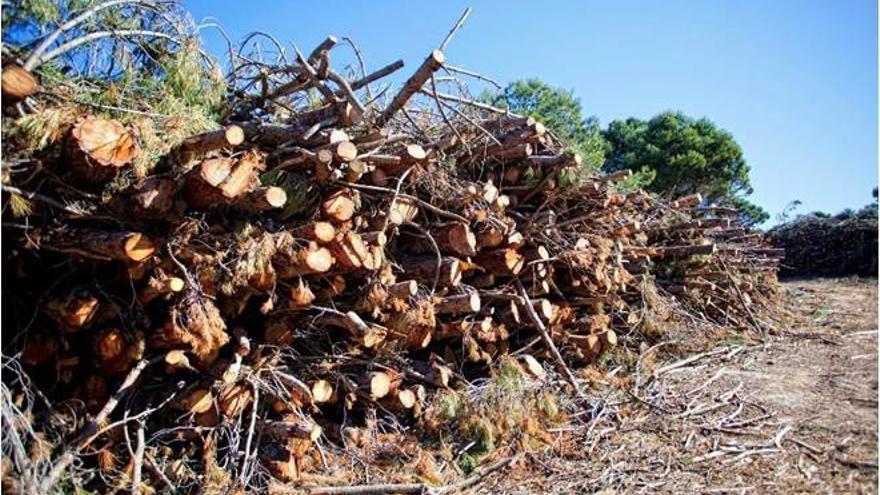 La Diputación de Málaga compartirá su experiencia en el aprovechamiento de la biomasa