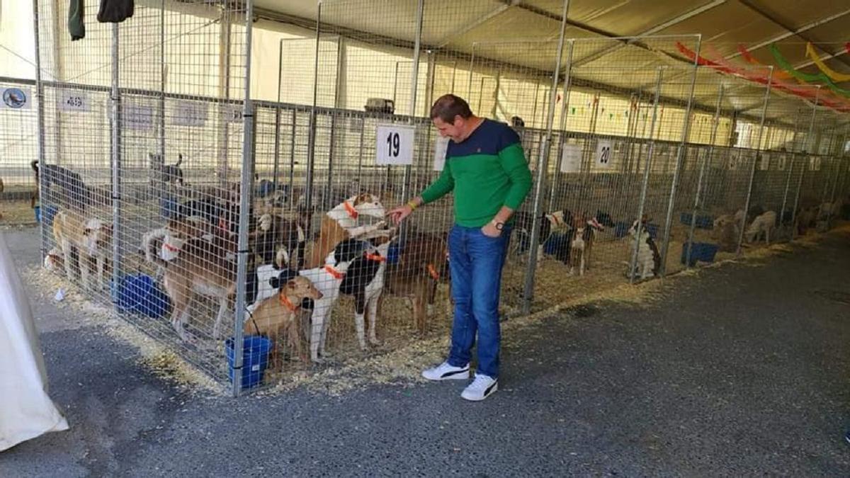 Ejemplares de podenco andaluz en la carpa de la feria de Alozaina.