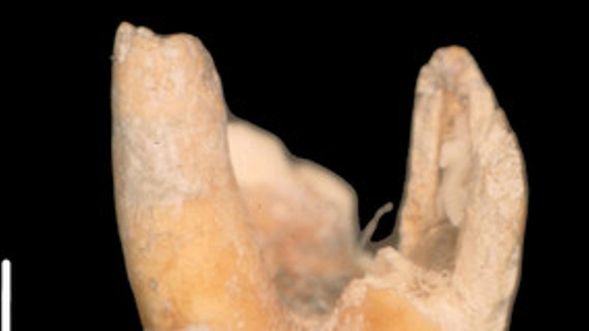 El molar del chico neandertal, de 215.000 años.