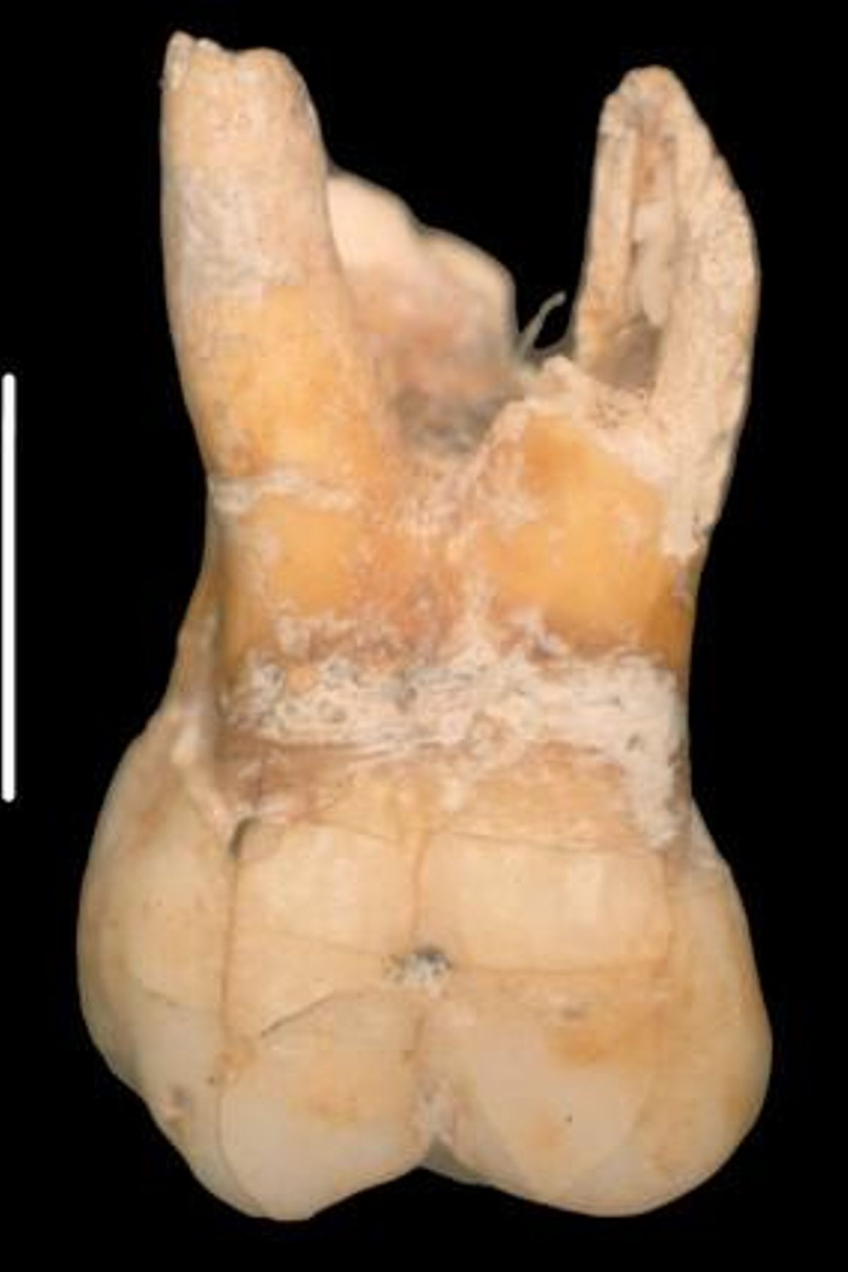 El molar del noi neandertal, de 215.000 anys. El molar del noi neandertal, de 215.000 anys.