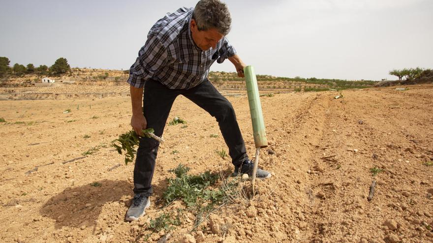 Talan 280 plantones de la finca del presidente de la Cooperativa La Vinya