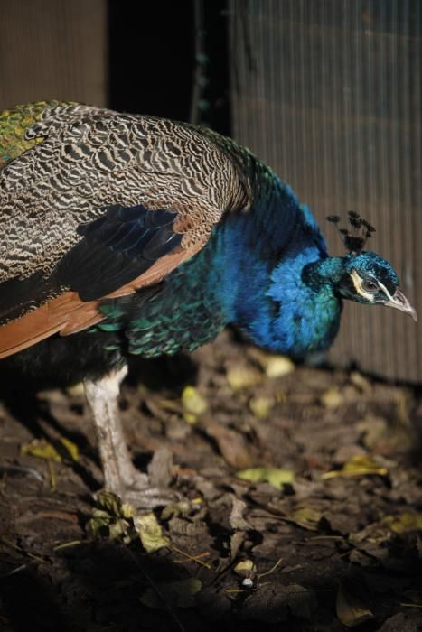 El parque Isabel la Católica supera las 600 aves