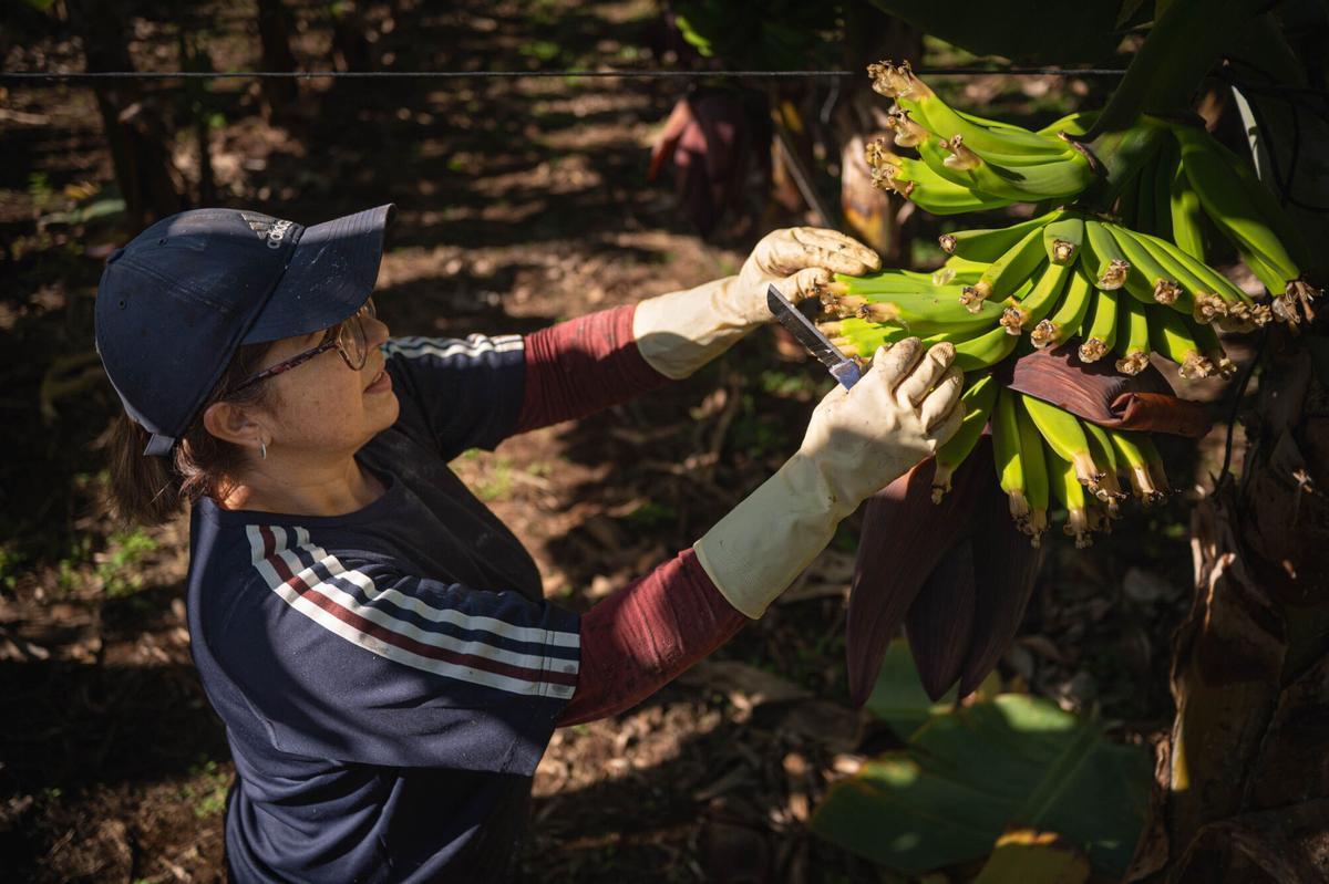 Finca Mar y Sol promueve la agricultura ecológica.