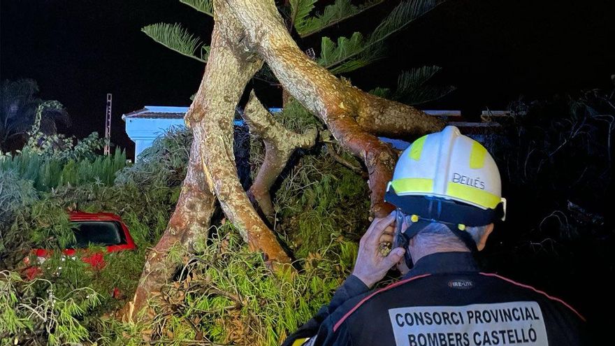 Un bombero frente a un árbol caído en Moncofa