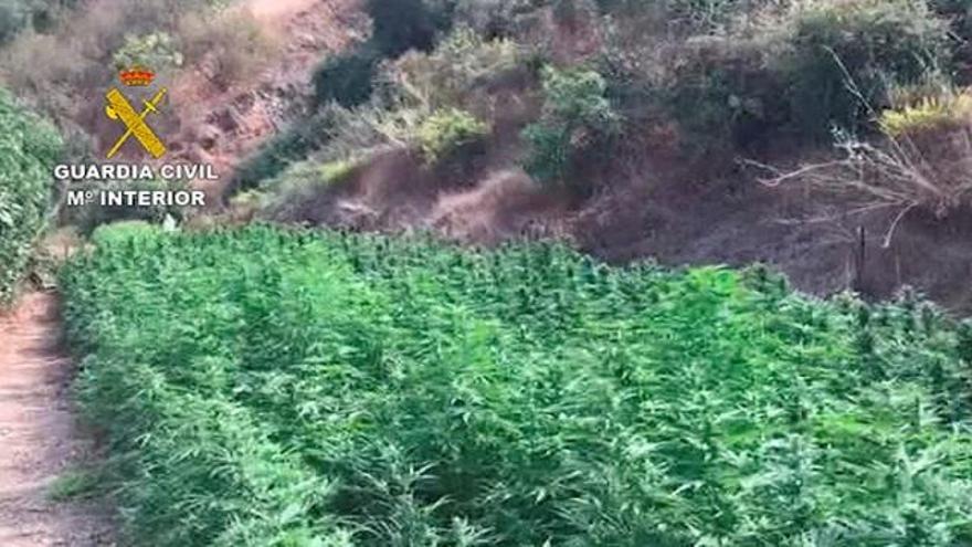 Plantación de marihuana en Málaga