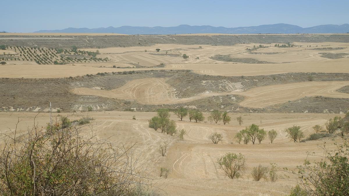 Zona de cultivo de cereal entre Huesca y Almudévar, el pasado martes.