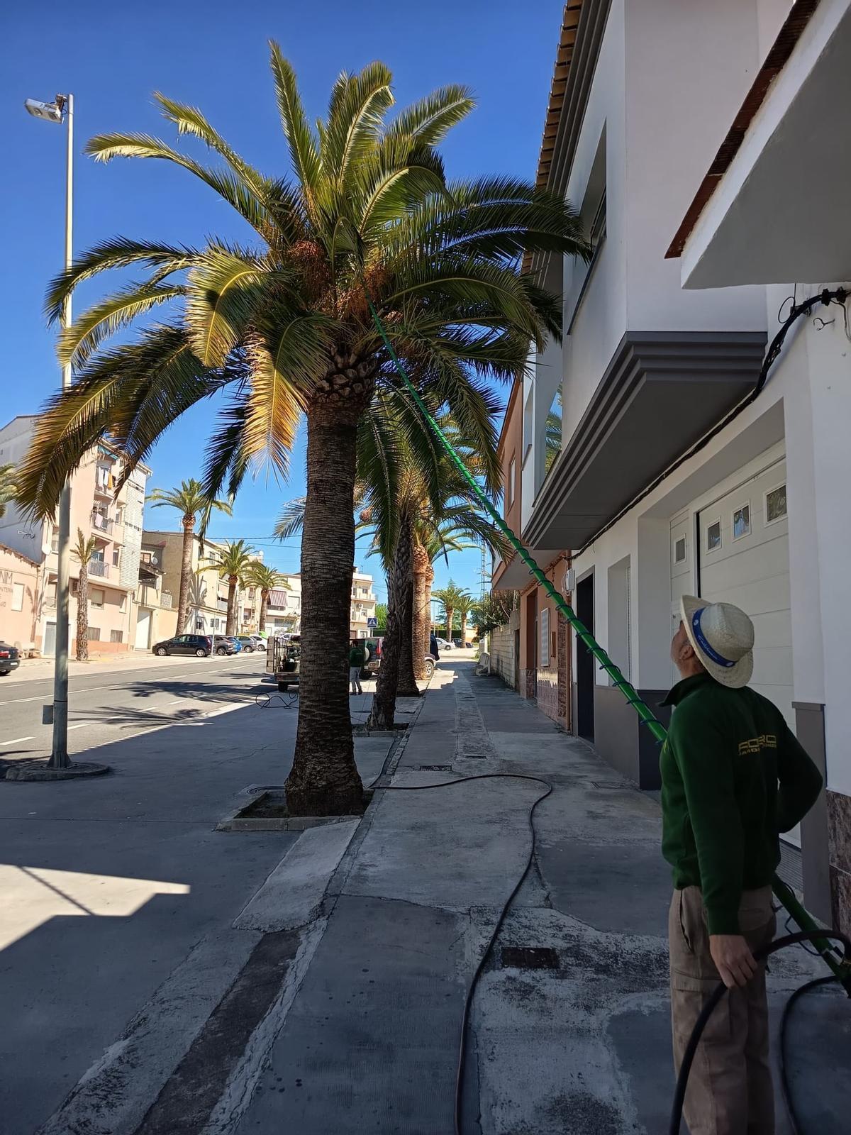 Un técnico aplica un tratamiento contra el picudo rojo en una palmera de Benigànim.