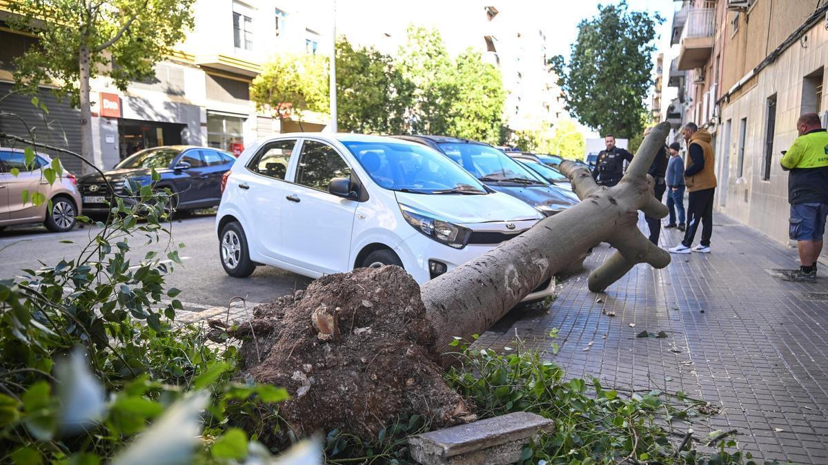 Las fuertes rachas de viento causan decenas de incidencias en Elche