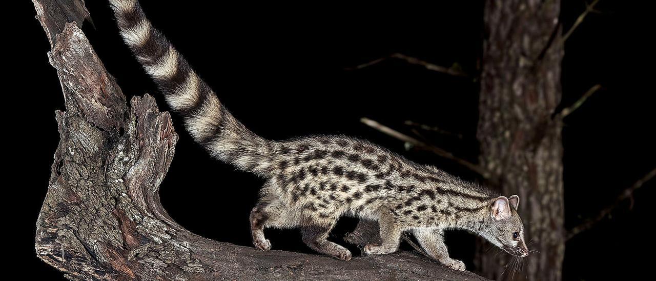 La gineta es un mamíferode hábitos nocturnos.