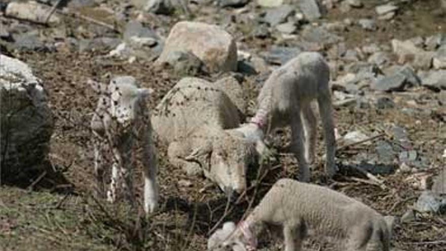 La Junta asegura que la feria de Zafra no se verá afectada