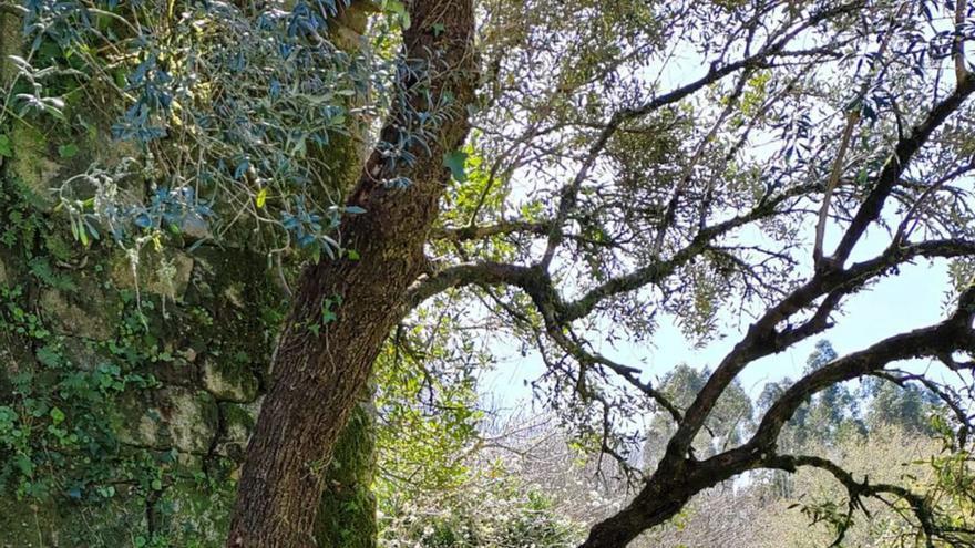 Detalle das raíces da oliveira despexada.