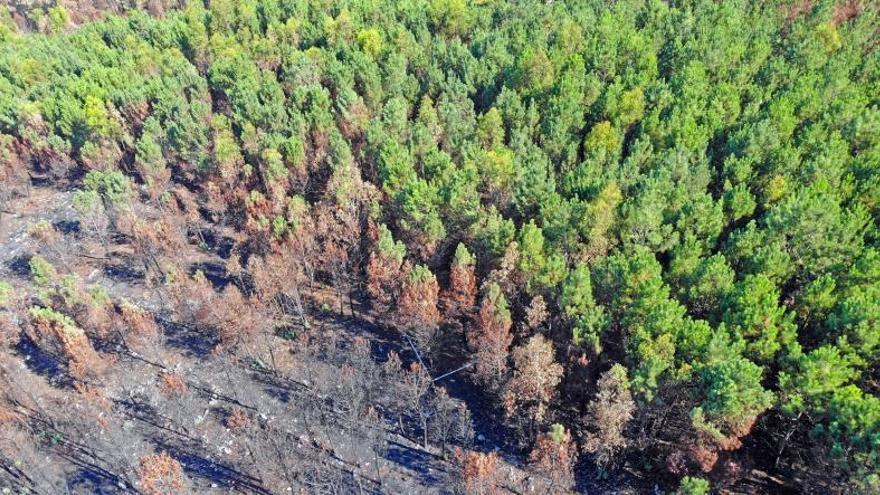 La venta de aire limpio requiere tres hectáreas para ser rentable