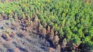 La venta de aire limpio requiere tres hectáreas para ser rentable