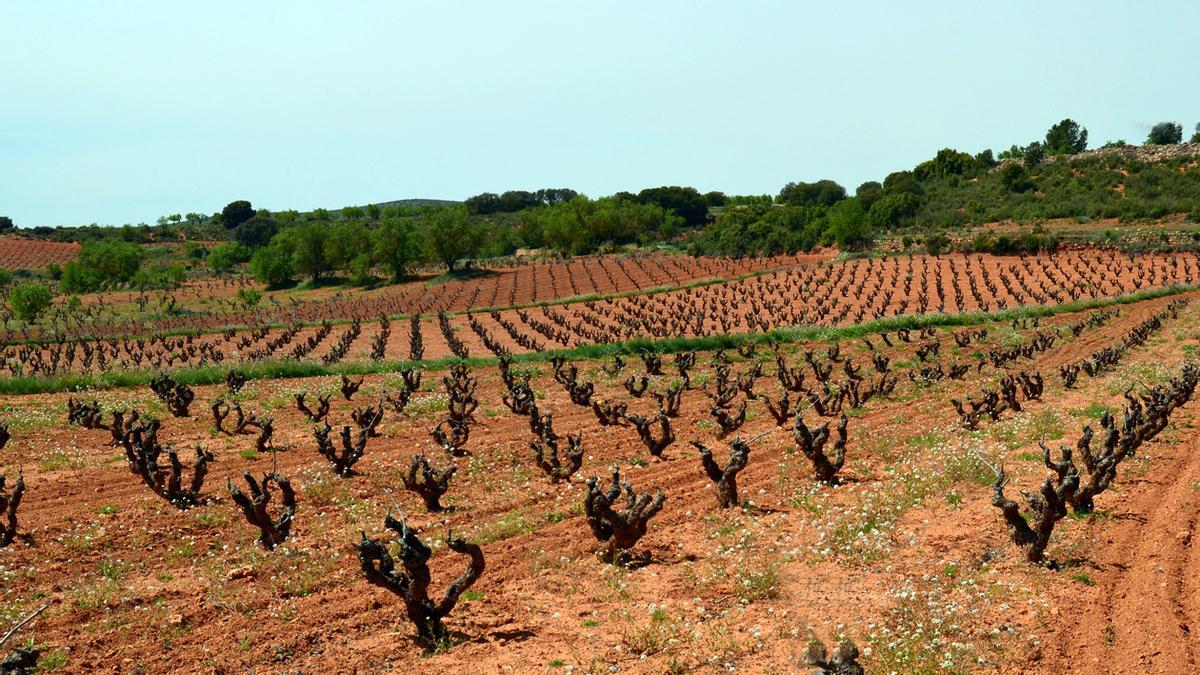 Una parcela de viñas viejas de Bobal en la provincia de Valencia.
