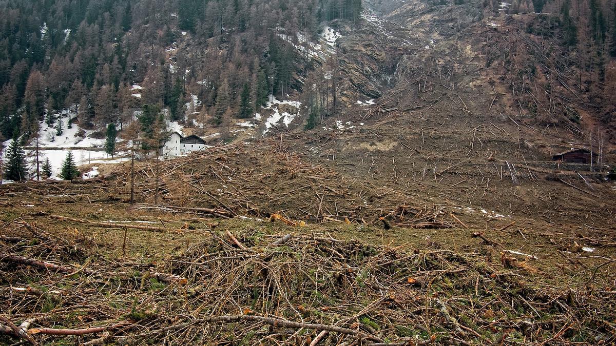 La deforestación está causando graves daños a la biodiversidad.