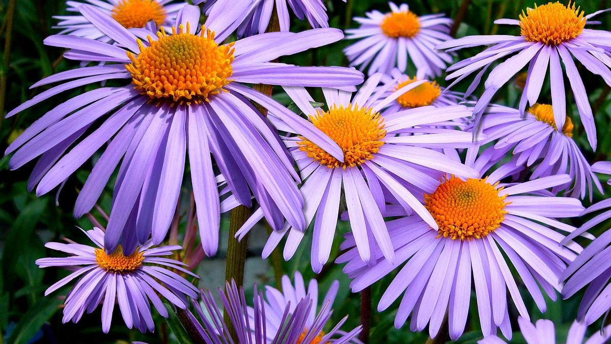 La planta Aster también es conocida como Cielo estrellado