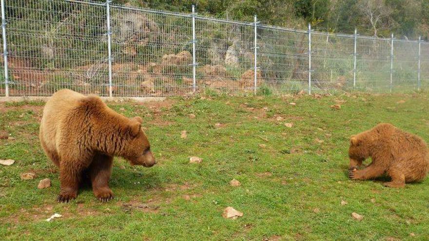 Los dos detenidos en Zaragoza con un oso húngaro eludirán la prisión