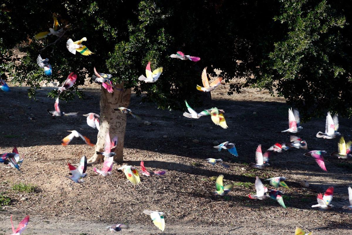 Orihuela y la afición a la colombicultura