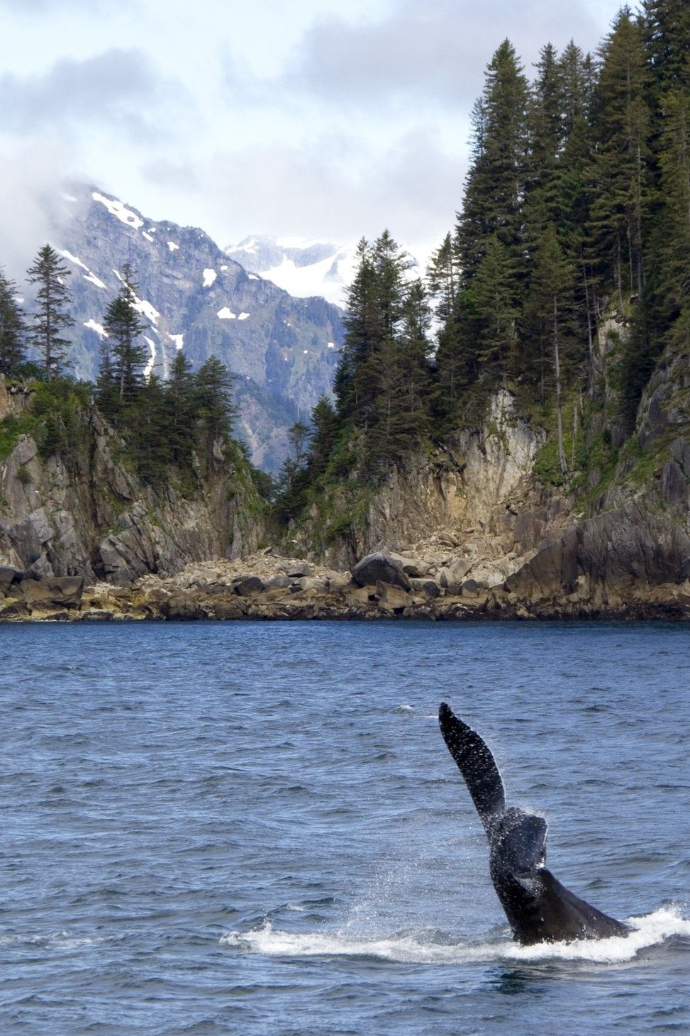 Una orca en las aguas de Bahía de la Resurrección en Alaska