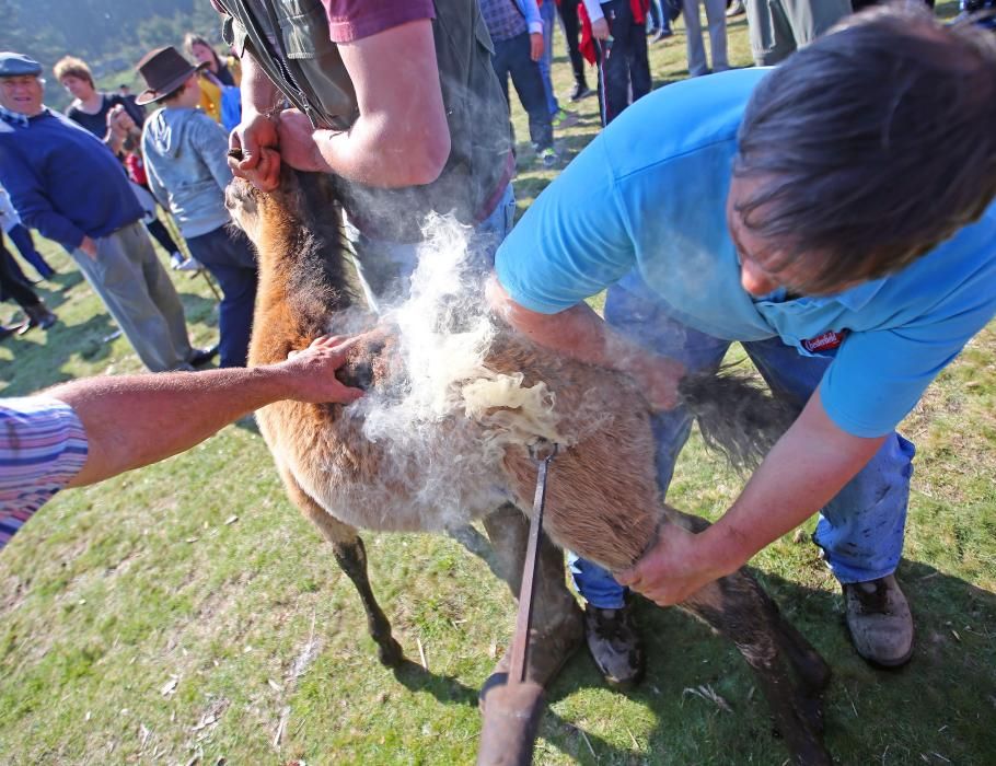 Los ganaderos sanean 300 caballos ante un millar de personas en el primer curro del año en Oia
