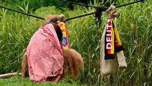 El orangután Walter pronostica la victoria de España ante Alemania en la Eurocopa