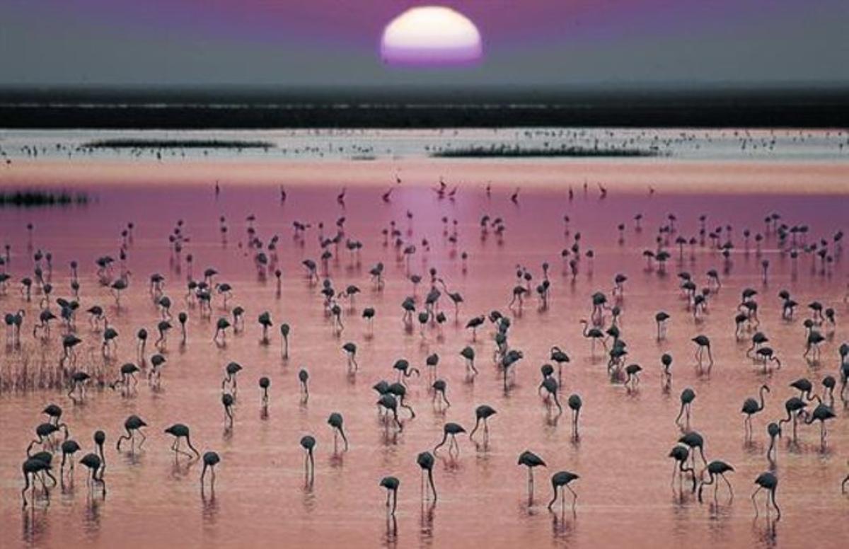 Flamencs als aiguamolls de Doñana. Flamencs als aiguamolls de Doñana.