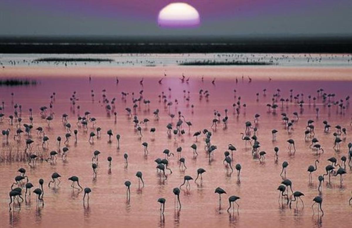 Flamencs  als aiguamolls de Doñana.