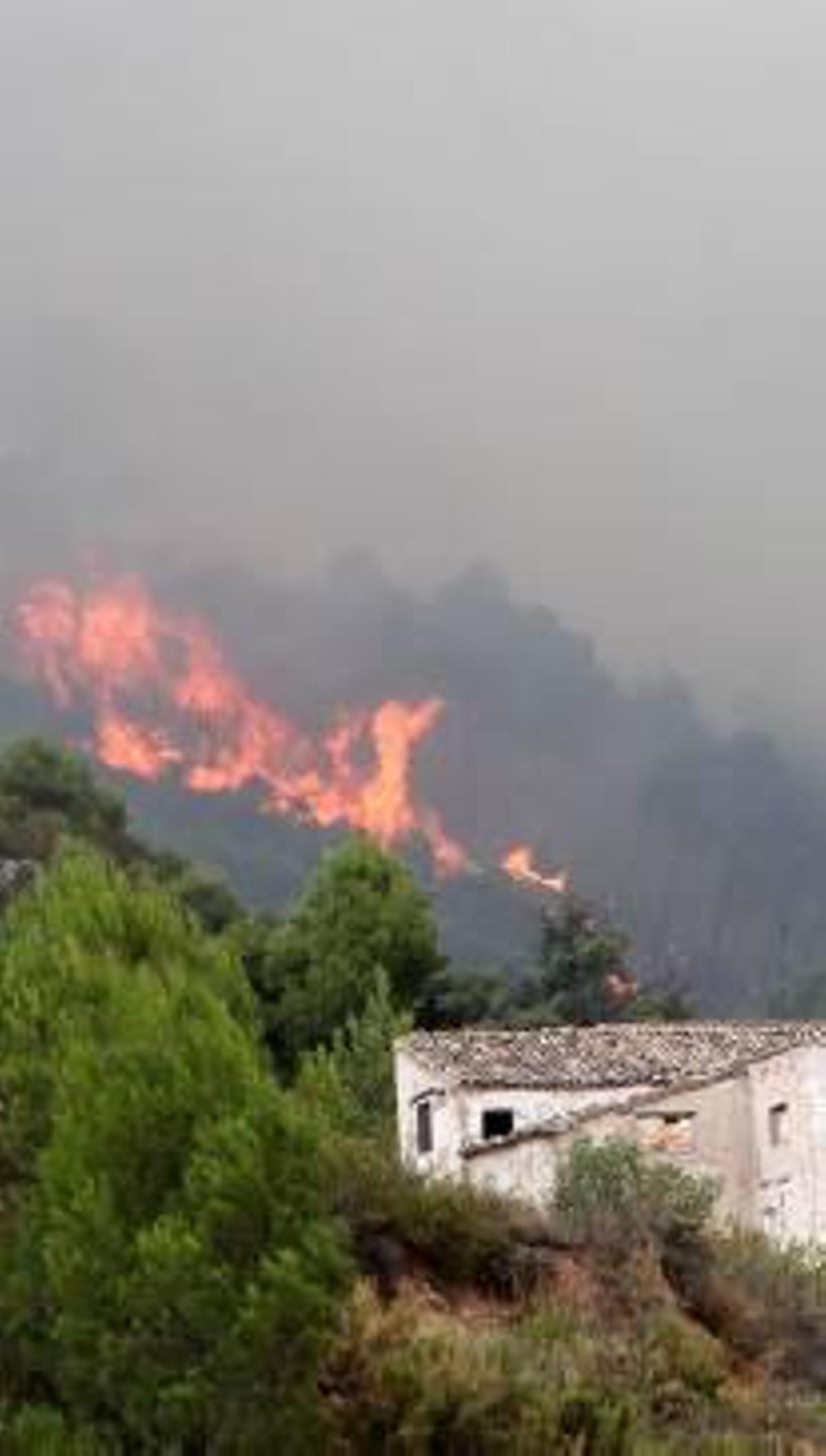 Un estudio de la UMH desaconseja la retirada de la madera quemada en Mariola