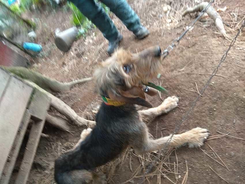 Los animales se encontraban en unas perreras en condiciones de extrema delgadez, sin que se les proprocionara agua, alimentos y los cuidados necesarios.