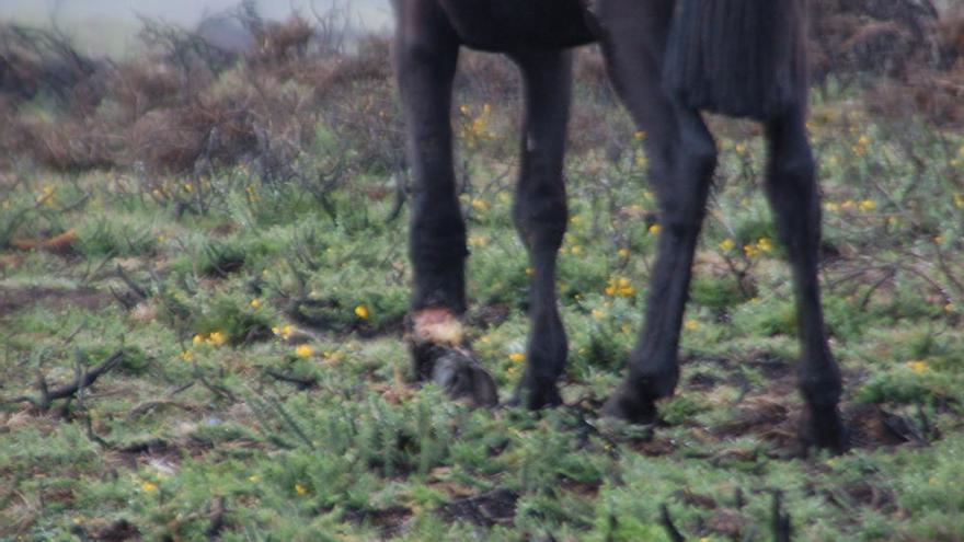 La Guardia Civil acusa de maltrato animal, abandono y un delito contra la salud pública a un vecino de Boiro