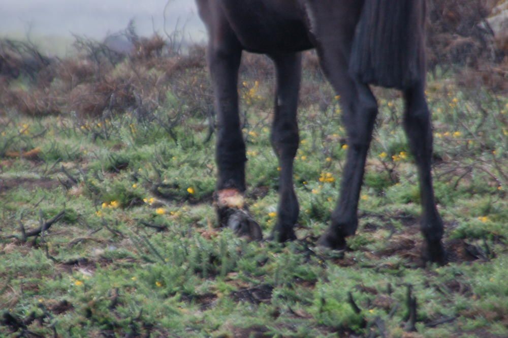 Varios particulares y asociaciones de protección a la naturaleza alertaron de la existencia de un caballo atado con graves heridas en la pata.