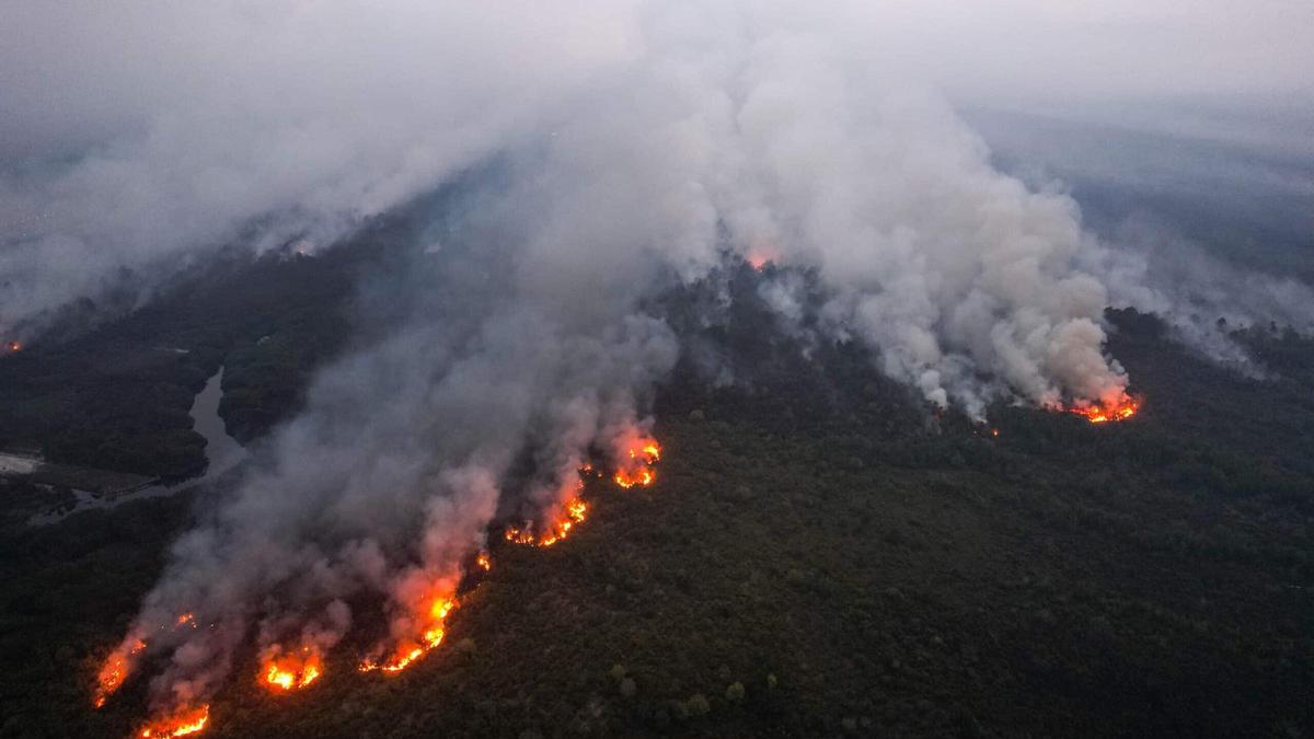 Los incendios de Borneo y Sumatra han destruido cientos de miles de hectáreas de bosque tropical
