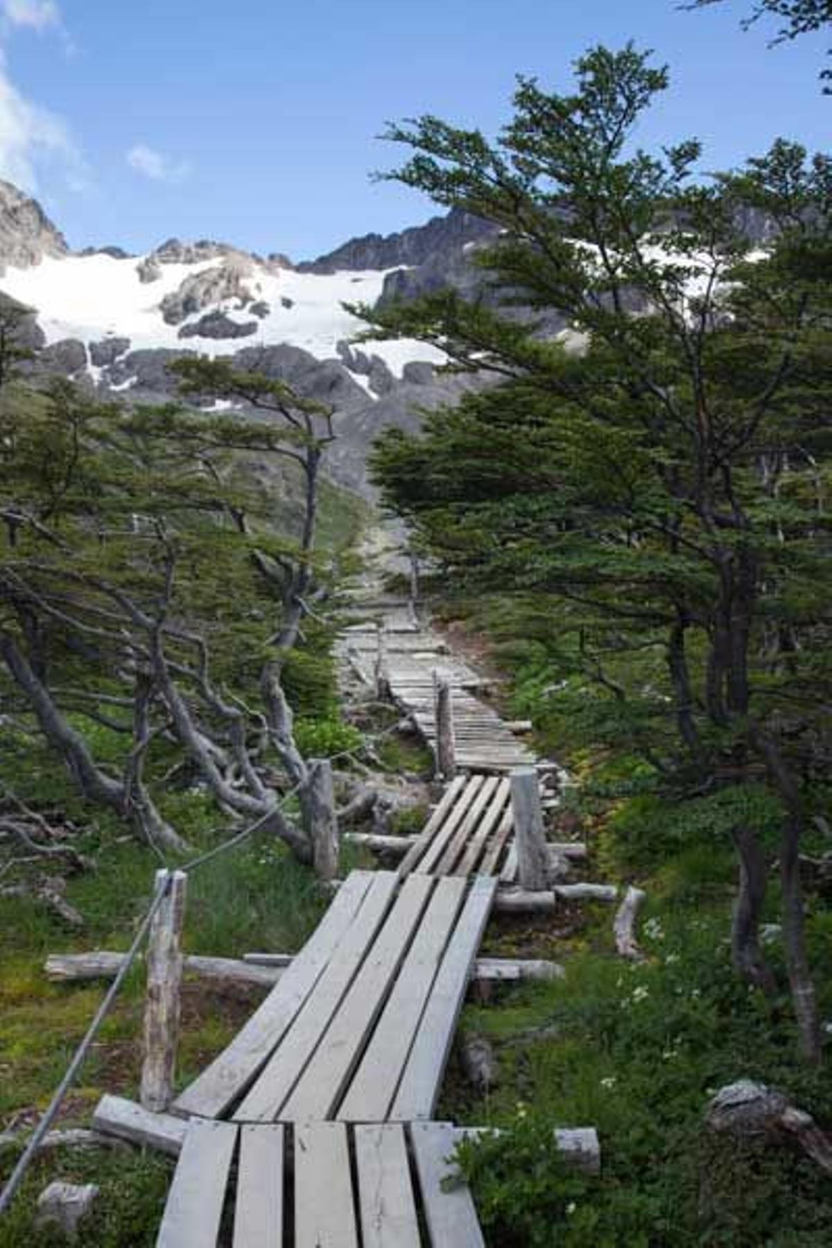 Sendero de madera a través del bosque cerca del glaciar Martial.