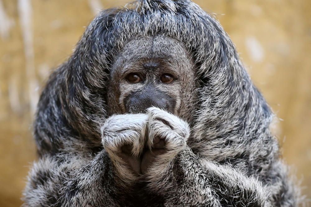 A Geoffroy's Monk Saki is seen at the Parque de ...