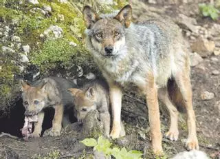 Este es el (sorprendente) número de manadas de lobo que hay en Asturias y los ejemplares hallados muertos el año pasado