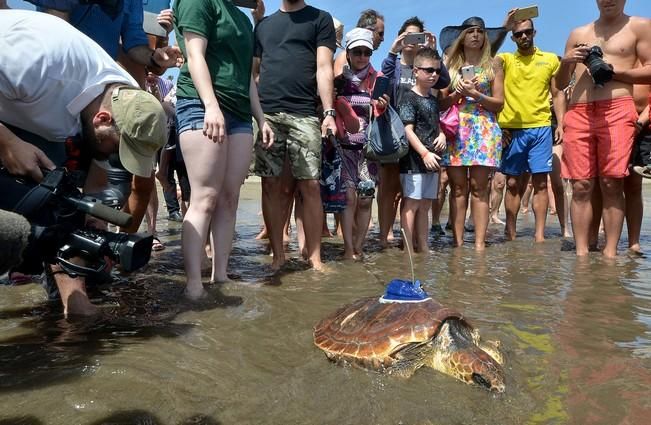 18/03/2016 PLAYA DEL INGLES, SAN BARTOLOME DE TIRAJANA. Suelta de tortugas bobas en Playa del Ingles. Foto: SANTI BLANCO