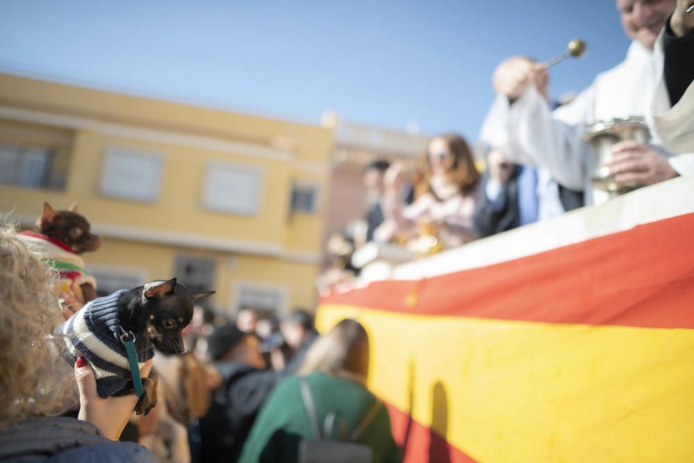 Cartagena celebra San Antón