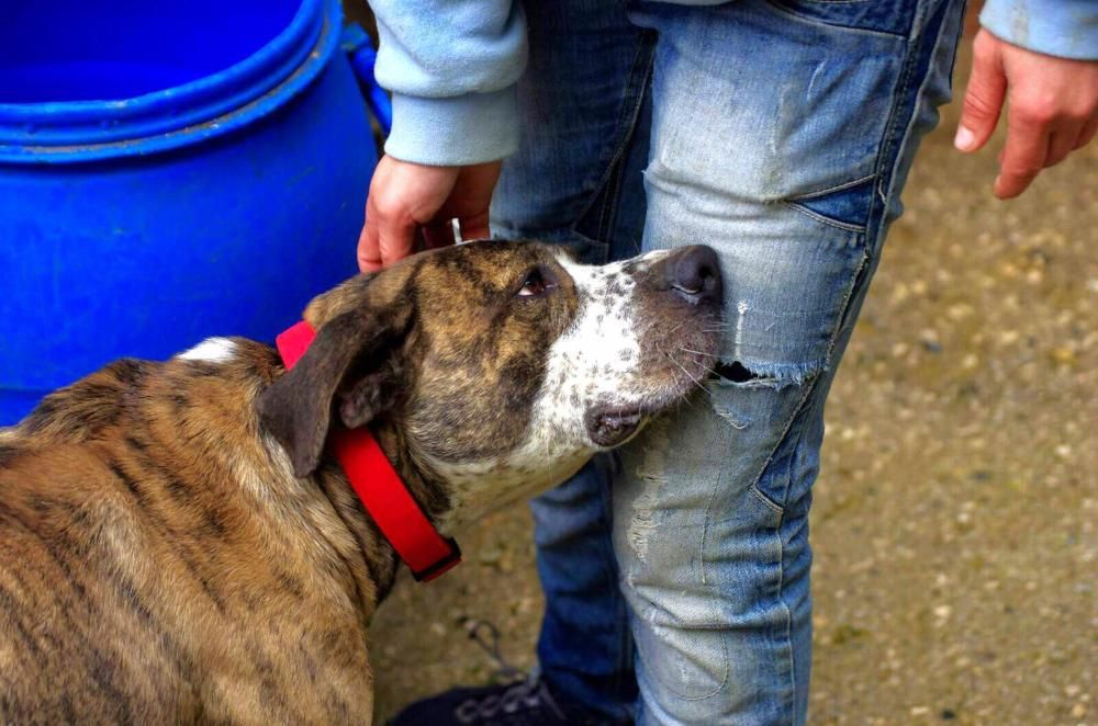 Caso de abandono animal en Mieres