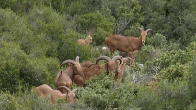 Exigen la protección de las poblaciones de arruí
