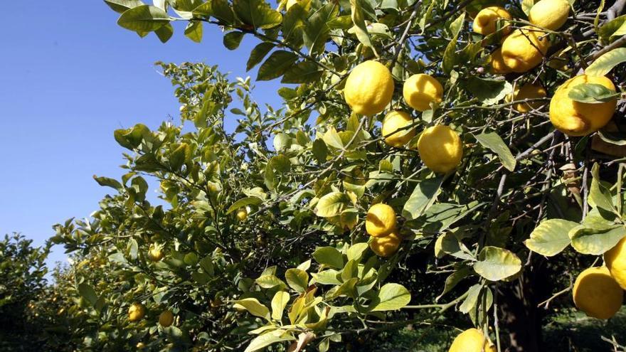 Cae un 30% la producción de limón en España
