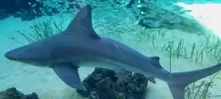 Muere una mujer en Nueva Zelanda por el ataque de un tiburón