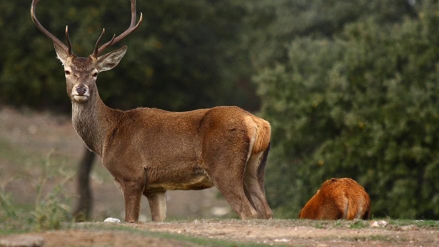 La población de ungulados silvestres, como ciervos y jabalíes, en el parque extremeños es menor de la estimada a priori, según la Junta.
